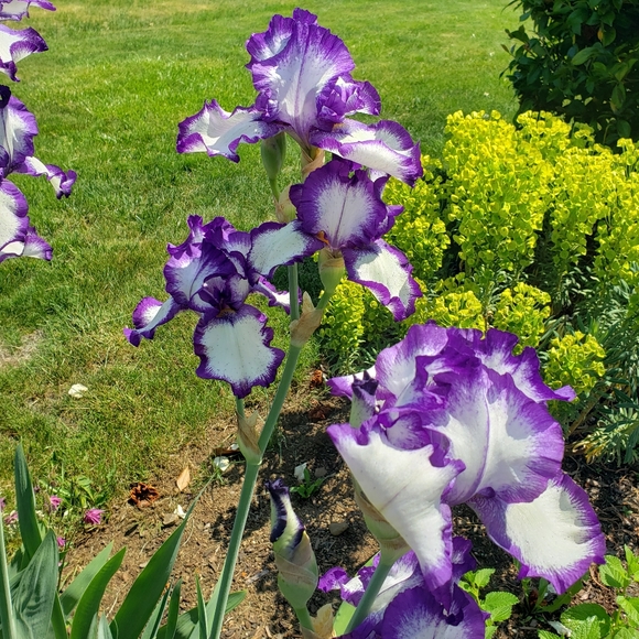 MAKE AN OFFER I CAN'T REFUSE - Picture 4 of 6